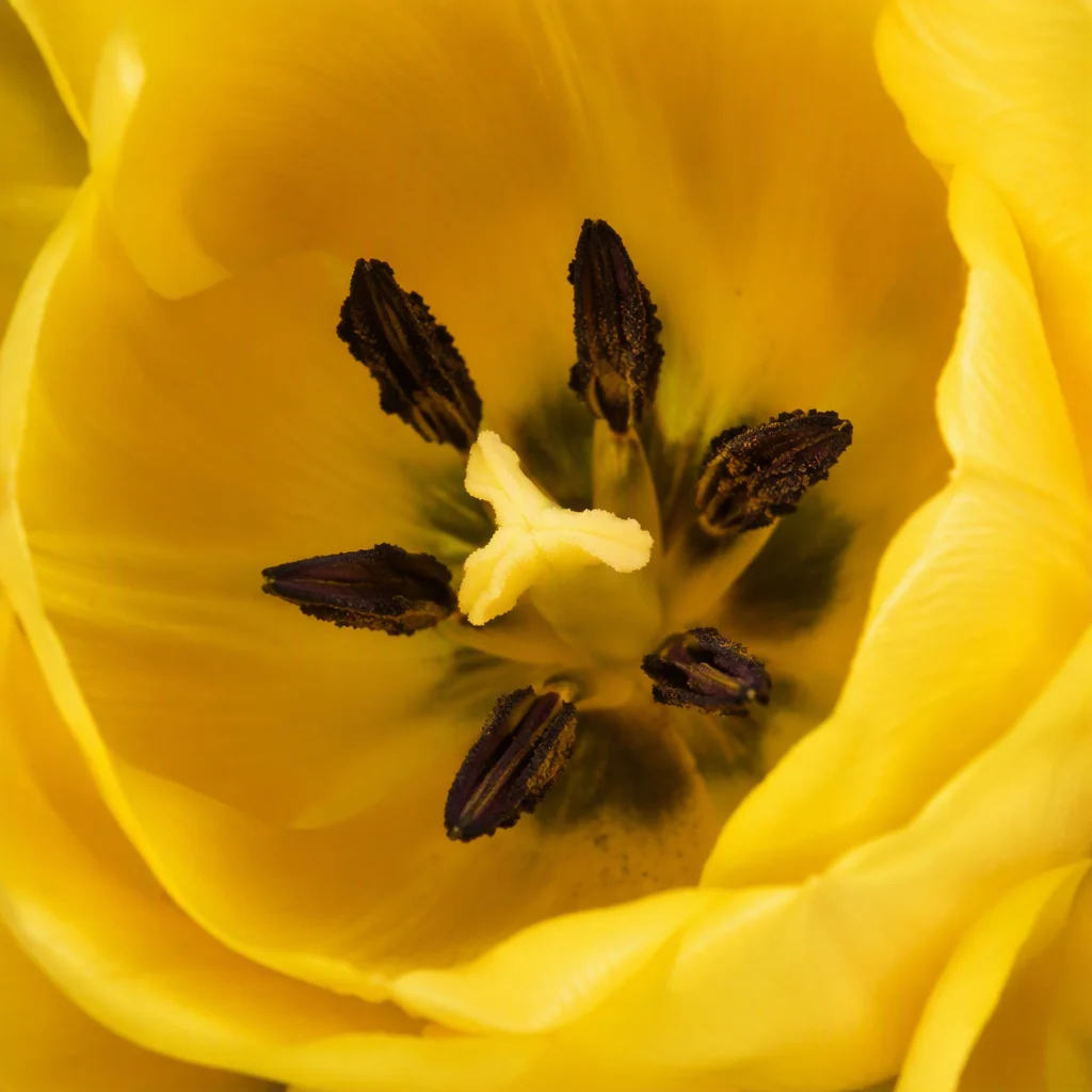 Tuyển chọn ảnh hoa tulip — hình 21