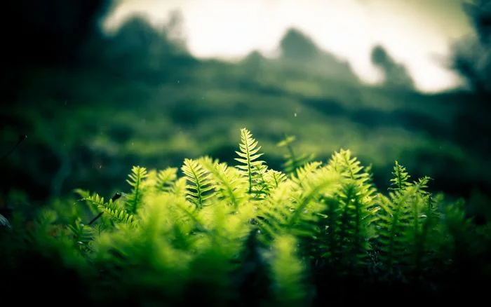 Ảnh nền xanh forest art với tán lá cây trong rừng