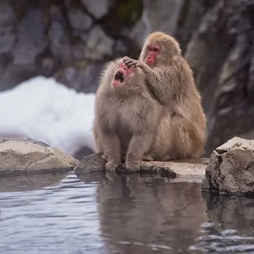 Meme khỉ nghĩ sâu, vibe triết học mạng xã hội