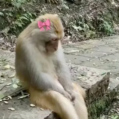 Meme khỉ xin ăn, biểu cảm tội nghiệp mà buồn cười