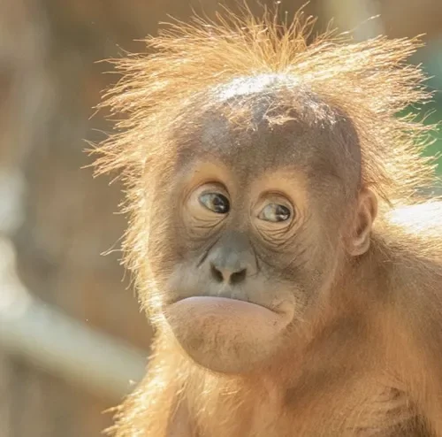 Meme khỉ chỉ tay, vibe kiểu “kìa nó kìa”