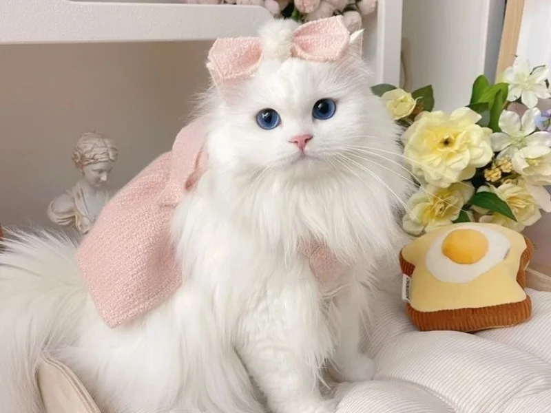 Ảnh con mèo cute dễ thương