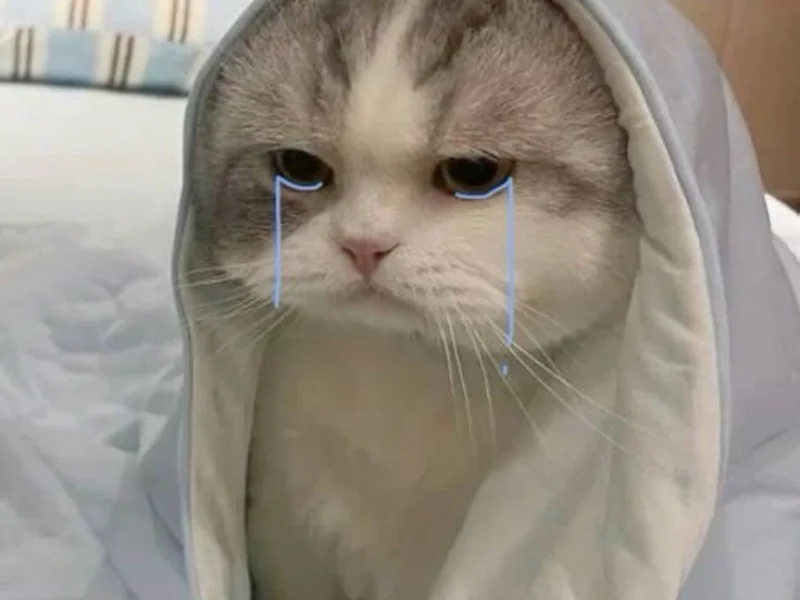 Ngộ nghĩnh ảnh mèo cute