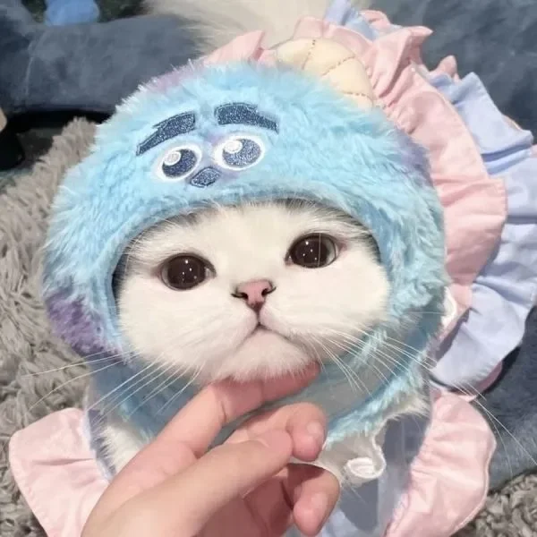 Tải ngay ảnh avatar mèo cute để làm mới profile của bạn