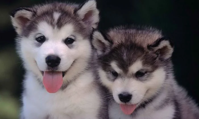 hai chú chó con Husky đáng yêu