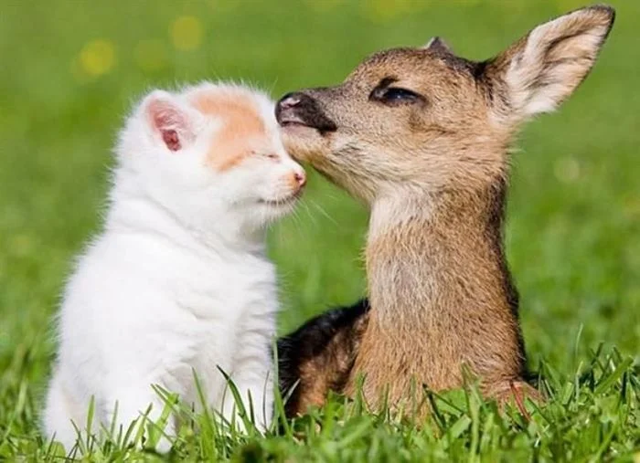 Hình ảnh động vật đáng yêu ghi lại khoảnh khắc mèo con và hươu con âu yếm nhau.