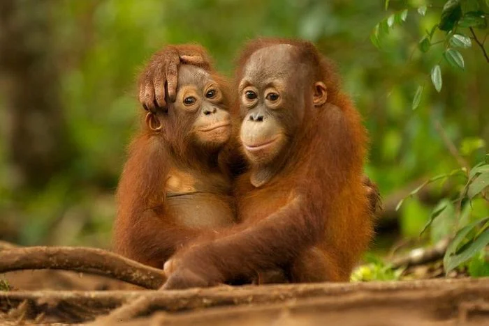 hai chú đười ươi ôm nhau trong rừng