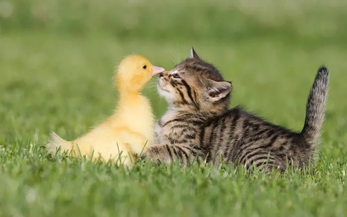 vịt con và mèo con làm quen nhau