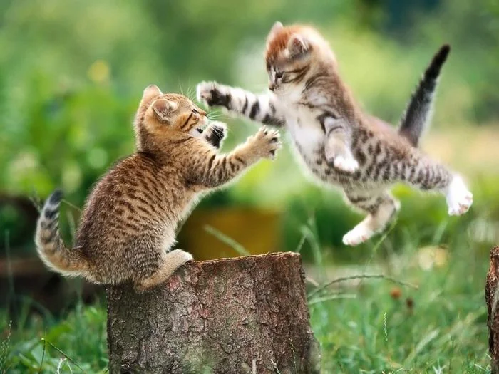 Hai chú mèo con đang đùa nghịch nhảy lên nhau