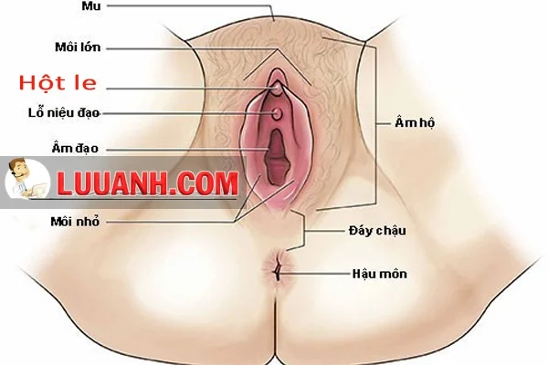 Hột le là gì? Hột le nằm ở đâu? Các cách kích thích hột le của phụ nữ