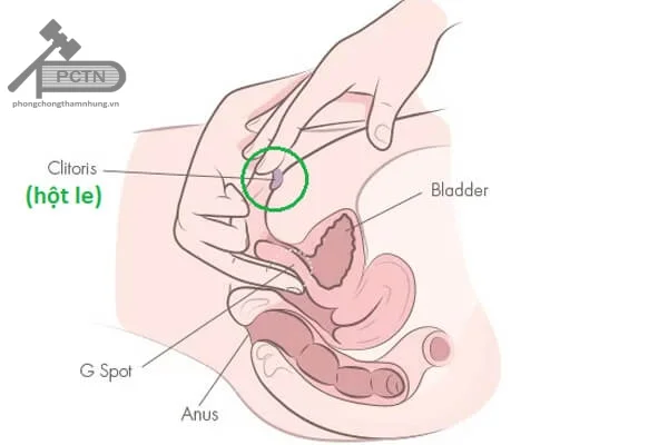 Kích thích hột le