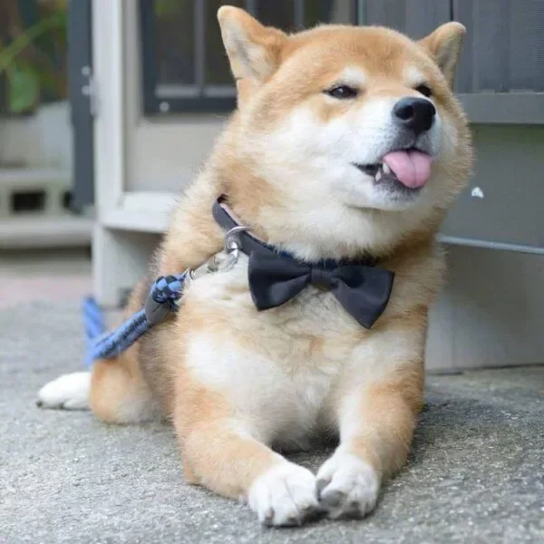 Tổng Hợp 110+ Meme Khinh Bỉ Bá Đạo Khiến Dân Mạng Phát Sốt