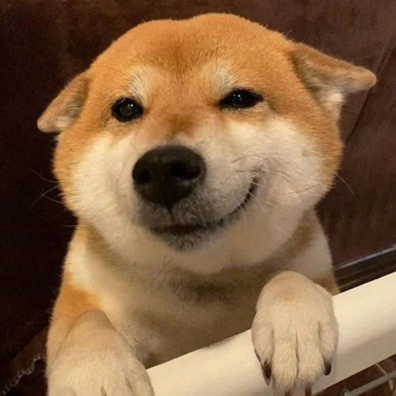 Ảnh meme chó cười khinh bỉ