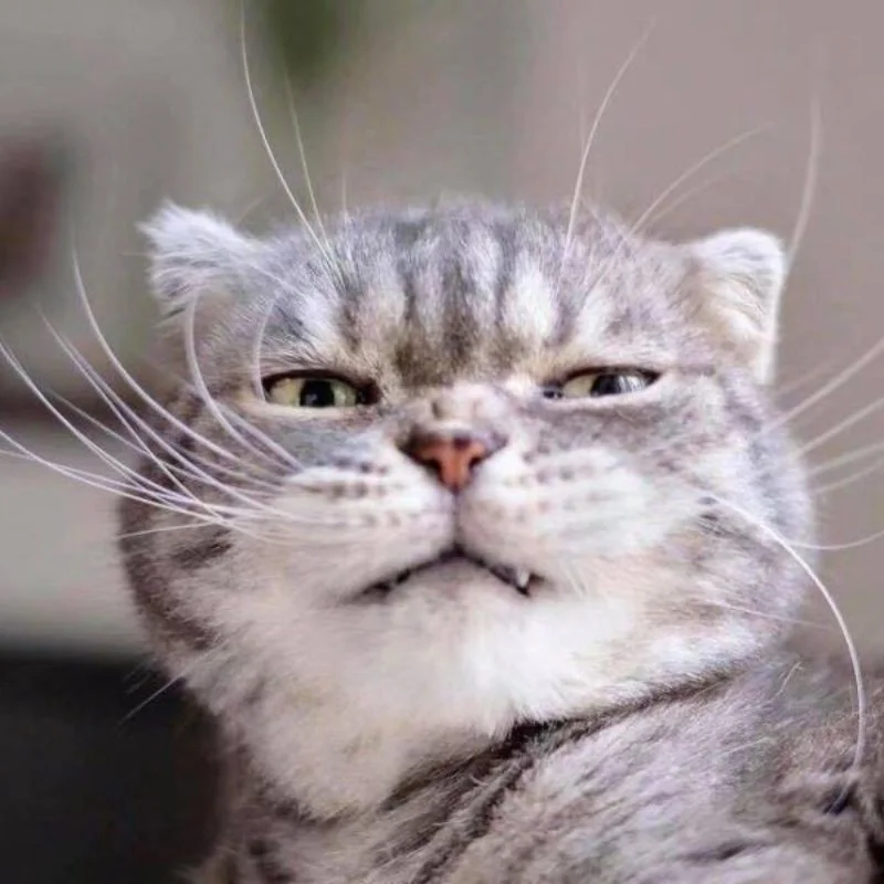 Hình meme khinh bỉ của con mèo