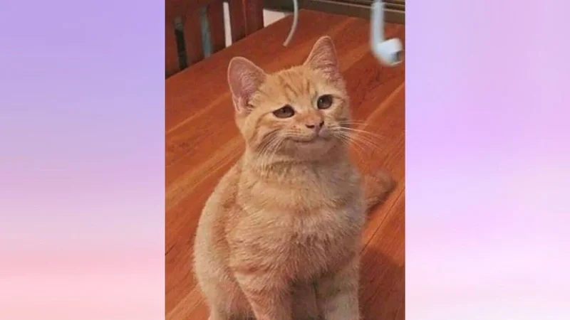 Tổng hợp những meme khinh bỉ hài hước, siêu bựa nhất hiện nay (2)
