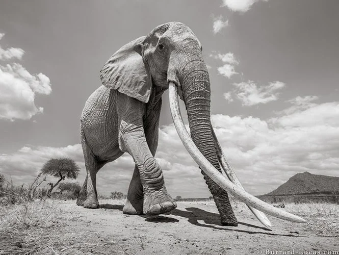 Những hình ảnh cuối cùng về “voi nữ hoàng” có đôi ngà khổng lồ ở Kenya