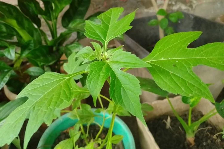 Ảnh minh hoạ tải ảnh gái xinh việt nam số 65