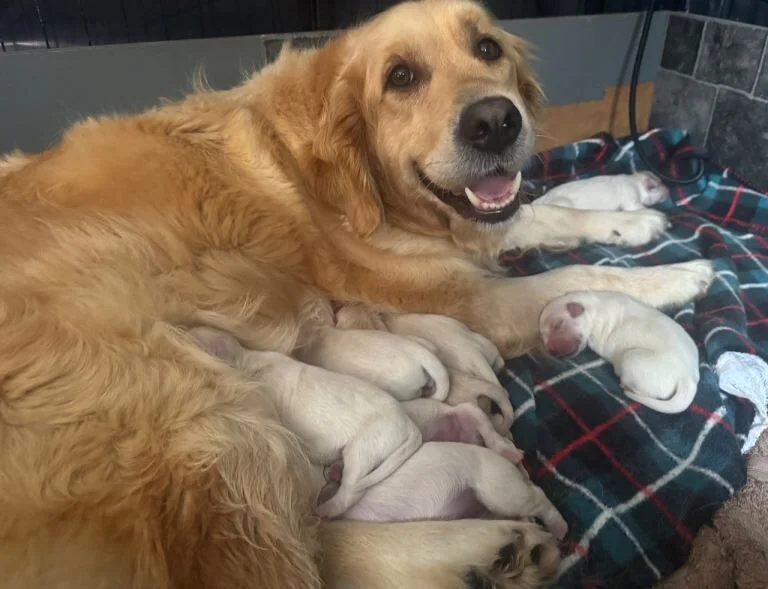 Ảnh em bé bốn chân gồm chó Golden Retriever mẹ bên đàn chó con mới sinh nằm trên chăn caro