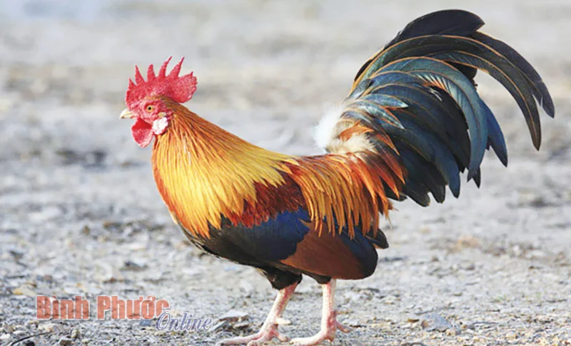Hình tượng con gà trong thành ngữ tiếng Việt - Binh Phuoc, Tin tuc Binh Phuoc, Tin mới tỉnh Bình Phước