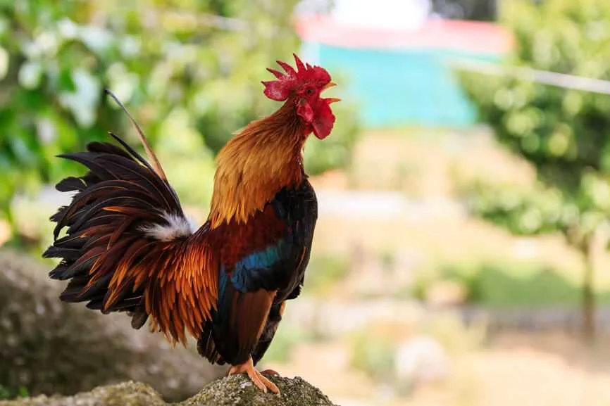 Ý nghĩa của biểu tượng con gà trong các nền văn minh nhân loại