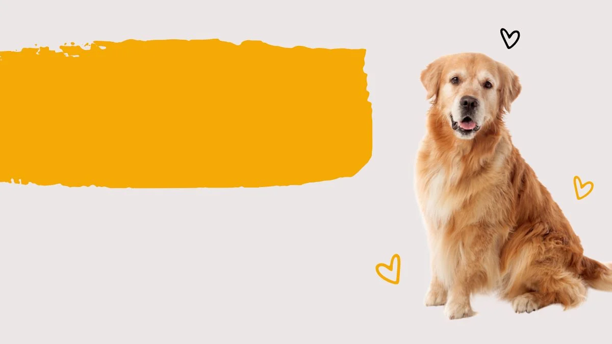 hình nền powerpoint chú chó golden dễ thương
